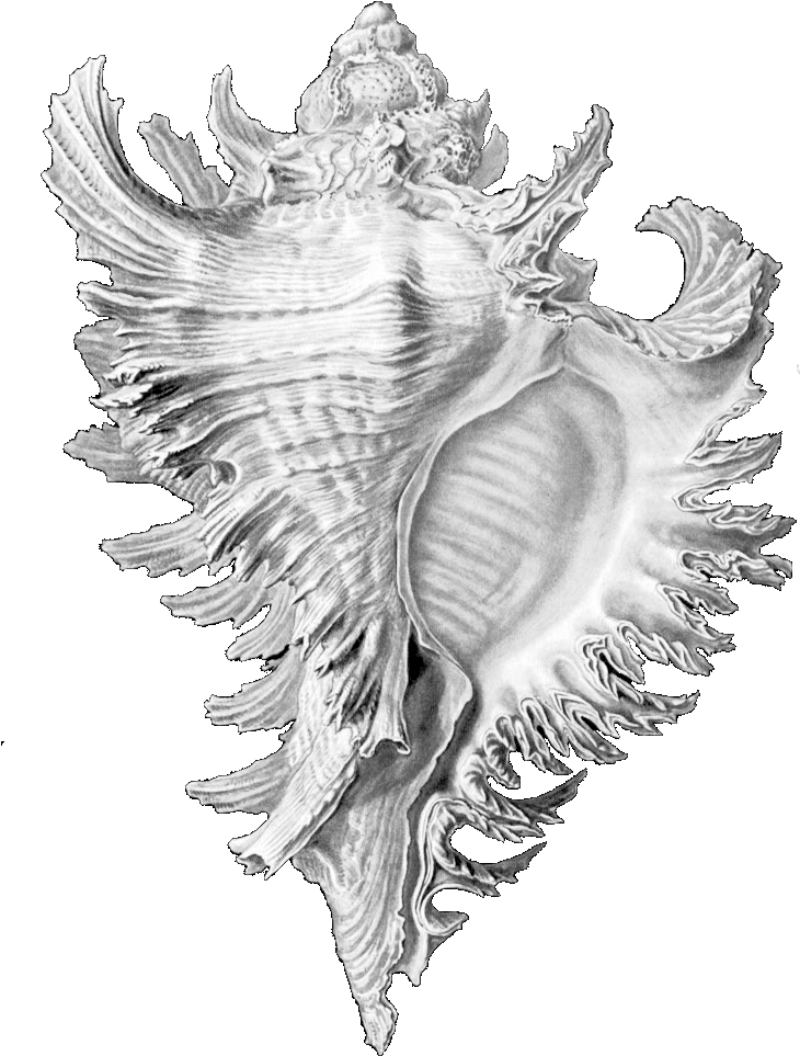 A botanical illustration of a conch