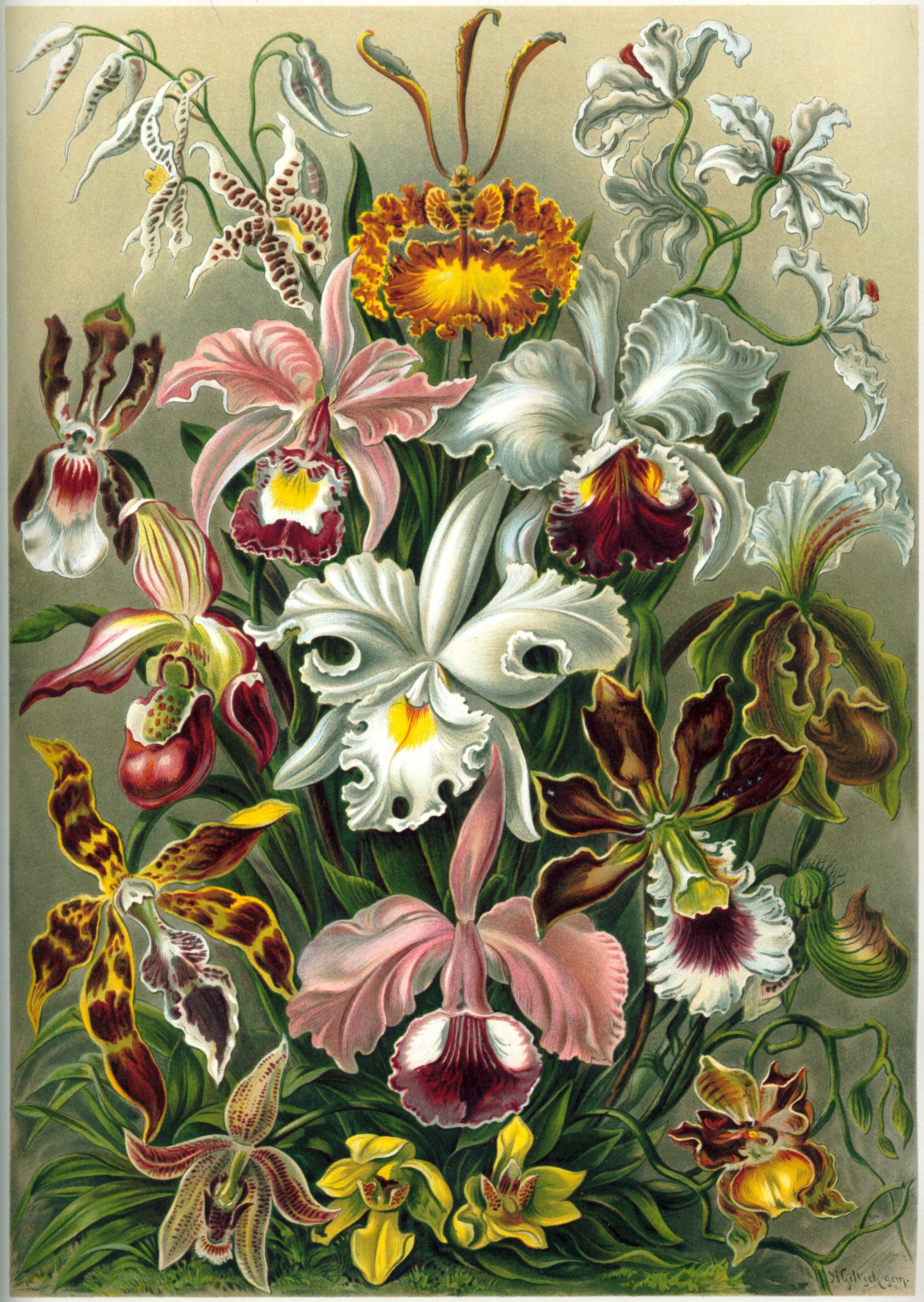A botanical illustration of orchids